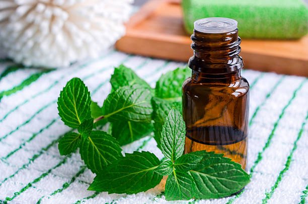 Peppermint leaves and essential oil bottle